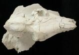 Partial Oreodont (Merycoidodon) Skull - Nice Display #15722-4